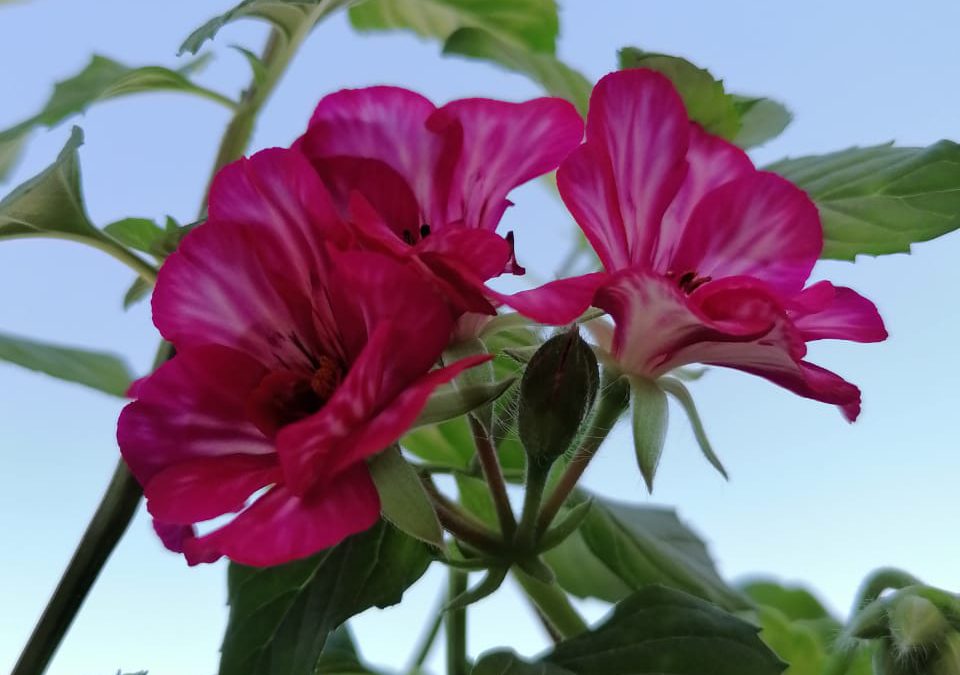 A flower with a clear sky