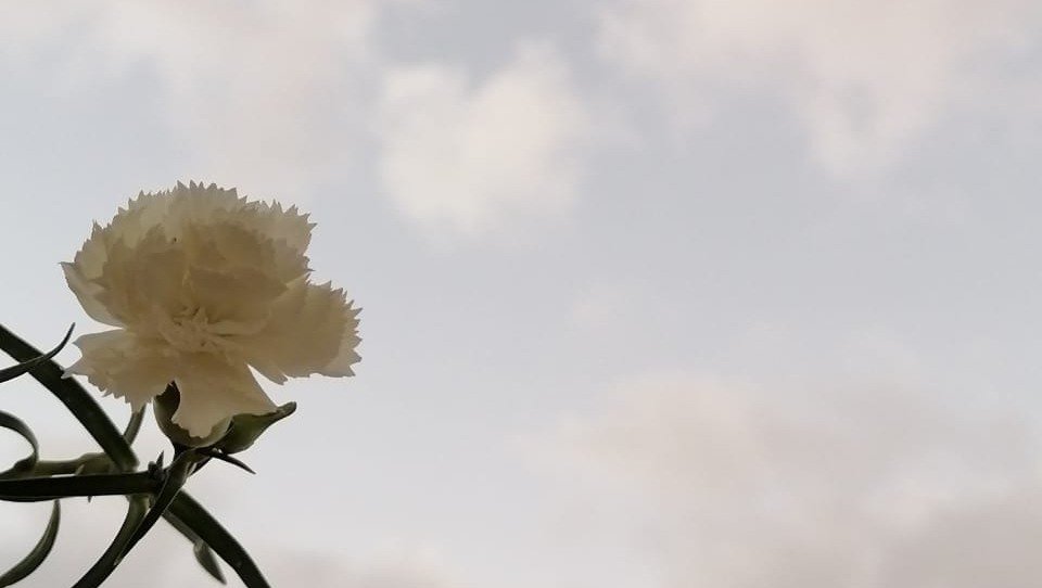 A Yellow flower with a blue Sky