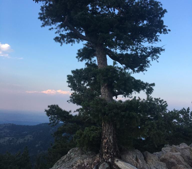 A tree whose roots are among the rocks