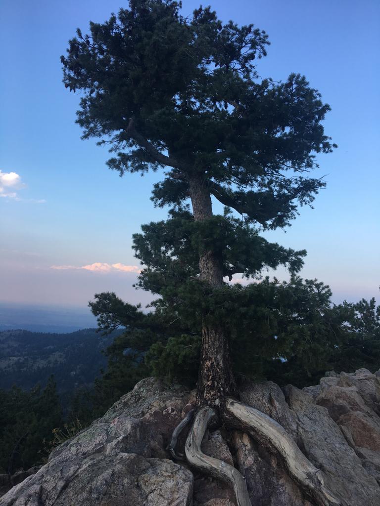 Edsets Tree I learned in life edSeed Values - edSeed I learned in life