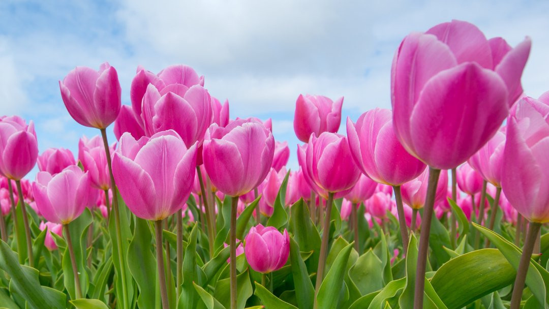 Tulip field