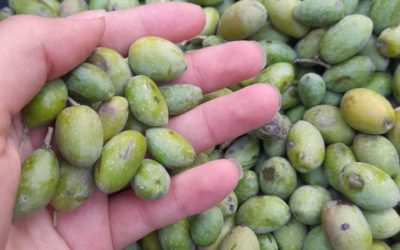 Palestinian Olive Harvest Day