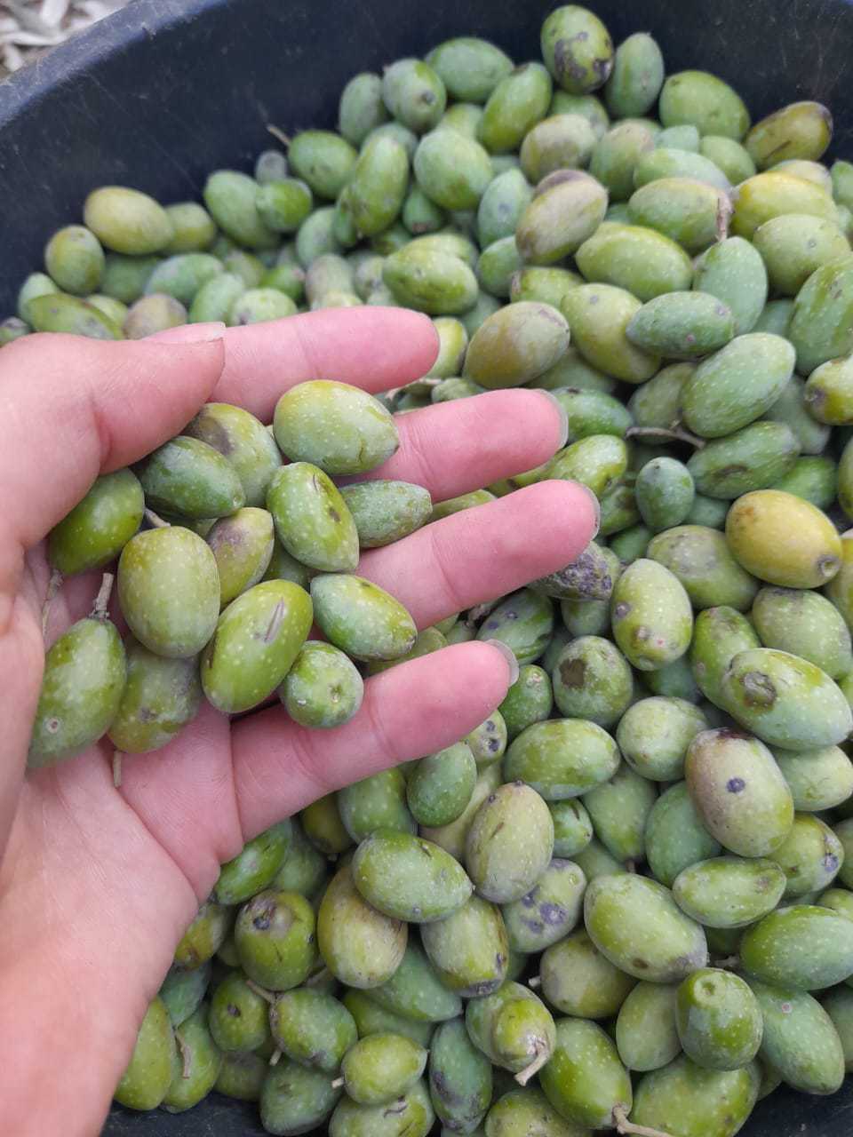 palestinian-olive-harvest-day